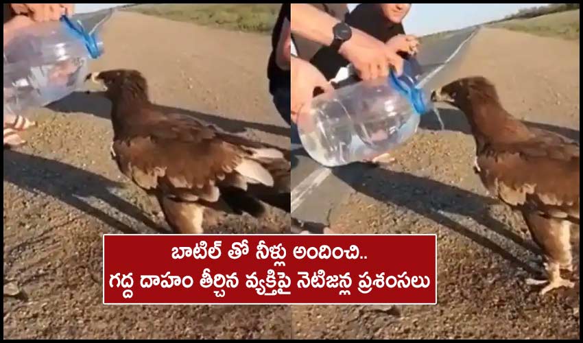 Man Helps Thirsty Eagle Drink Water From Bottle