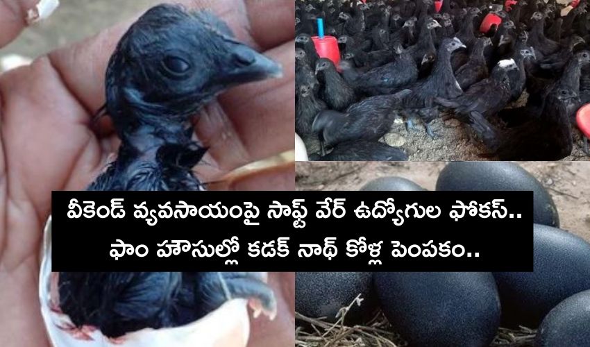 Software Employees Kadaknath Chicken Farming