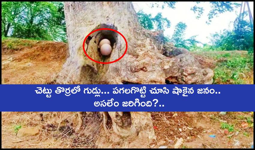 A Huge Snake Eggs Found In Tree Bark In Ap Krishna Distritct