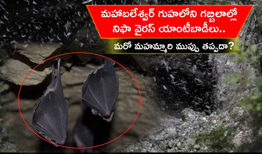 Bats From Mahabaleshwar Cave Found With Nipah Virus Antibodies (1)