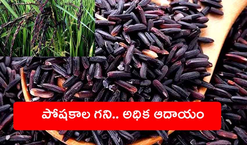 Black Rice : నల్ల బియ్యానికి పెరుగుతున్న డిమాండ్, కిలో రూ.200… నల్ల వరిసాగు వైపు రైతుల మొగ్గు Black Rice : నల్ల బియ్యానికి పెరుగుతున్న డిమాండ్, కిలో రూ.200… నల్ల వరిసాగు వైపు రైతుల మొగ్గు