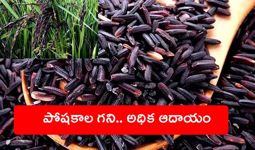 Black Rice