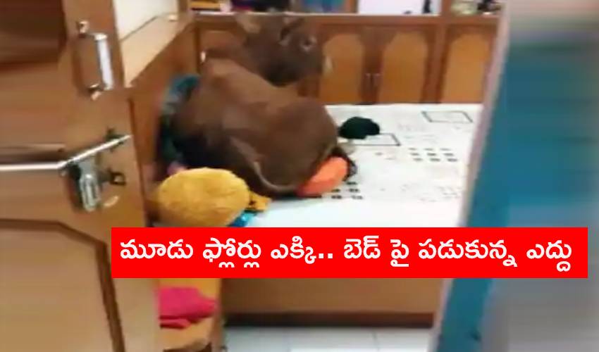 Bull: మూడు ఫ్లోర్లు ఎక్కి.. బెడ్ పై పడుకున్న ఎద్దు Bull: మూడు ఫ్లోర్లు ఎక్కి.. బెడ్ పై పడుకున్న ఎద్దు