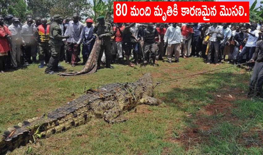Crocodile
