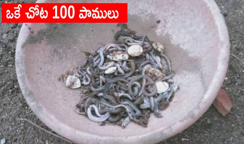Hundred Snakes