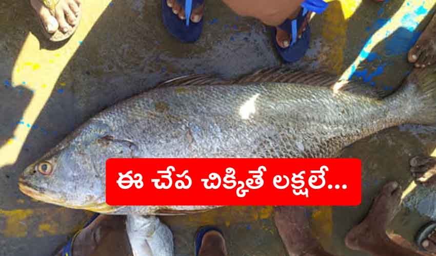 Kachidi Fish : ఈ చేప ఖరీదు రూ.2.60లక్షలు.. చిక్కిందా జీవితమే మారిపోతుంది.. Kachidi Fish : ఈ చేప ఖరీదు రూ.2.60లక్షలు.. చిక్కిందా జీవితమే మారిపోతుంది..