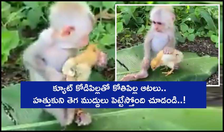 Monkey Calms Down Little Chicken