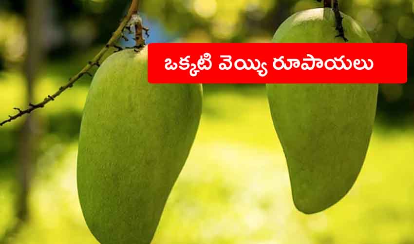 Noorjahan Mangoes