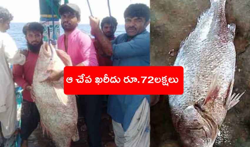 Pakistani Fisherman