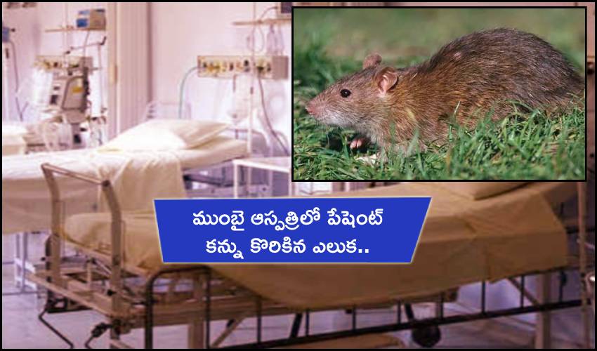 Rat Bites Patient Rat Bites Patient At Mumbai Civic Hospital