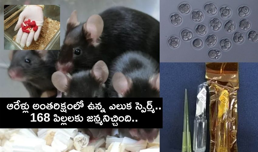 Shocking :ఆరేళ్లు అంతరిక్షంలో ఉన్న ఎలుక స్పెర్మ్..168 పిల్లలకు జన్మనిచ్చింది..!! Shocking :ఆరేళ్లు అంతరిక్షంలో ఉన్న ఎలుక స్పెర్మ్..168 పిల్లలకు జన్మనిచ్చింది..!!