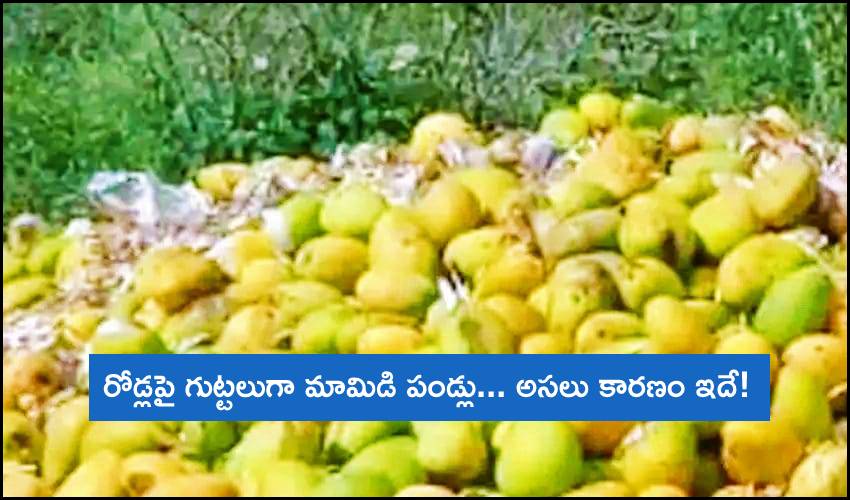 Selling Mangoes Dropped By Consumers On Road
