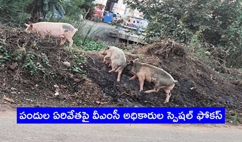 Vmc Pigs Special Drive