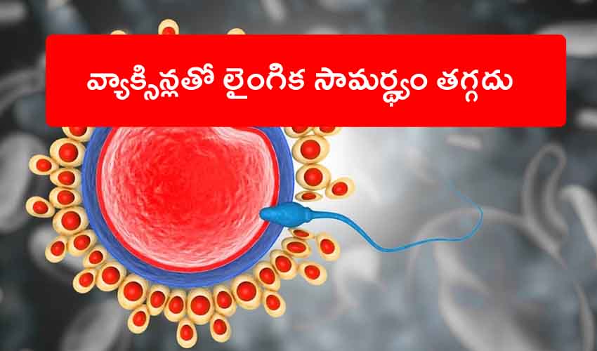 Vaccine Male Fertility