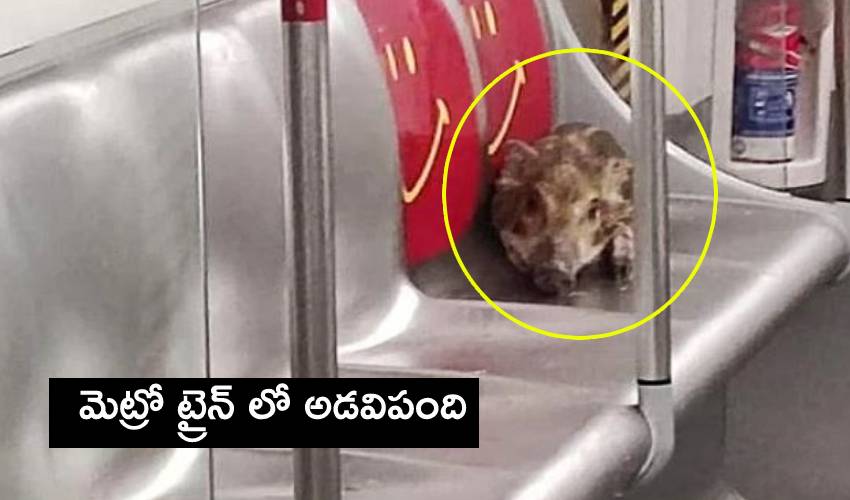 Wild Boar In Metro