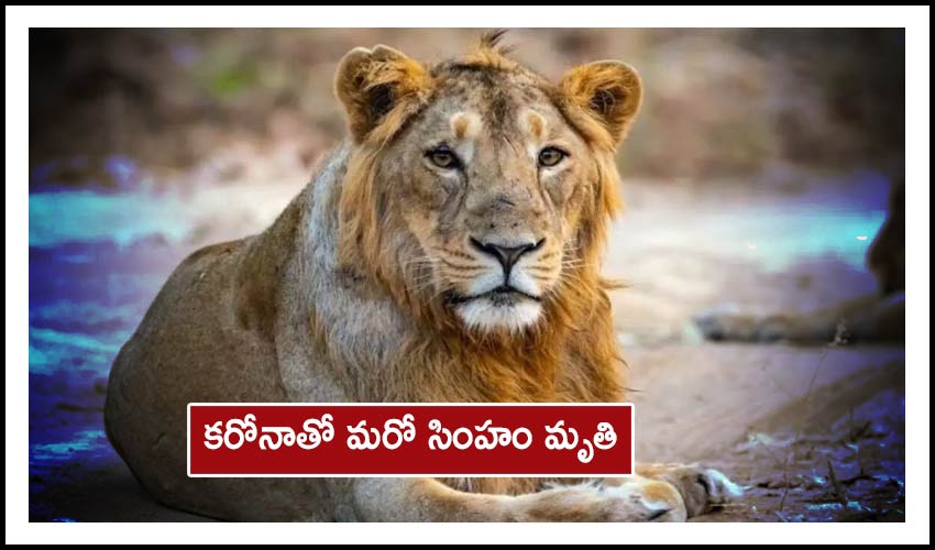 Another Lion Dies Of Covid 19 In Vandalur Zoo