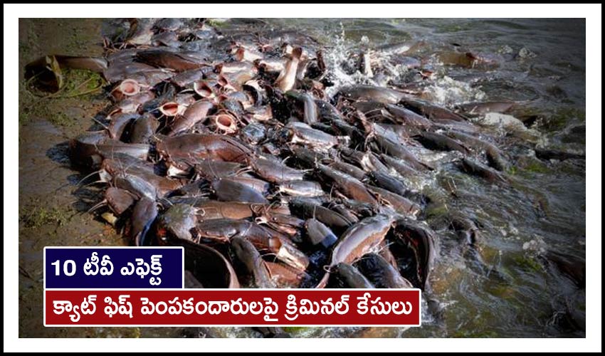 Ap Government Raids On Illegal Catfish Farming