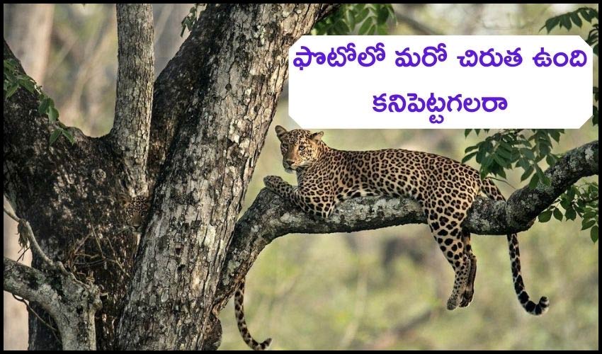 Leopard : ఈ ఫొటోలో మరో చిరుత ఉంది..కనిపెట్టగలరా ? Leopard : ఈ ఫొటోలో మరో చిరుత ఉంది..కనిపెట్టగలరా ?