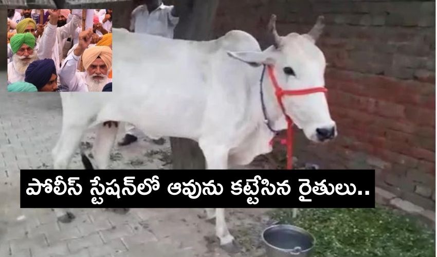 Cow In Police Station