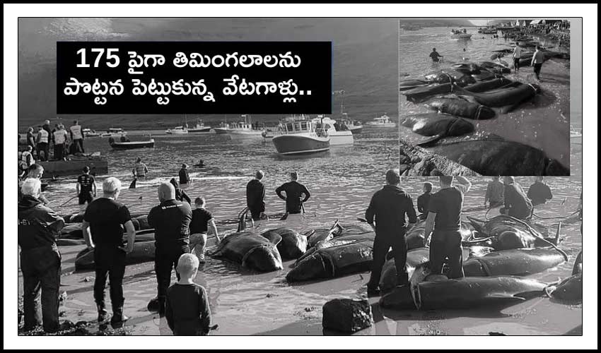 Faroe Islands Hunters Slaughter Over 175 Pilot Whales