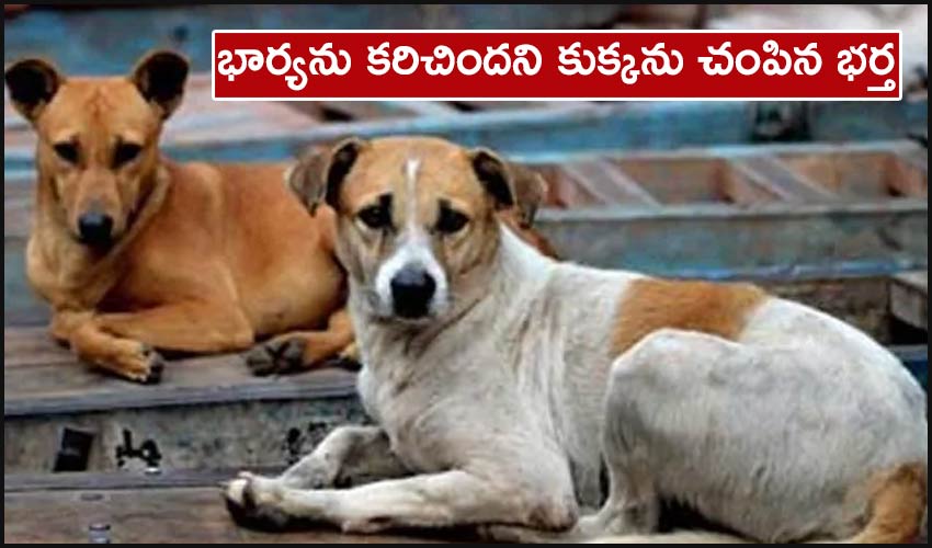 Husband Shoots Dead Neighbours Pet Dog For Biting Wife Indore