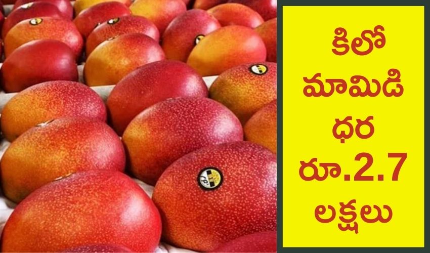 Costly Mango: కిలో మామిడి ధర రూ.2.7లక్షలు Costly Mango: కిలో మామిడి ధర రూ.2.7లక్షలు