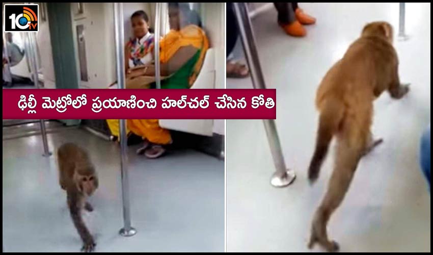 Monkey Travel In Delhi Metro Rail Viral Video Stun People