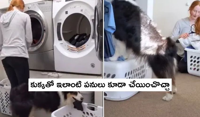 Pet Dog: కుక్కతో ఇలాంటి పనులు కూడా చేయించొచ్చా.. ట్రైనింగ్ మామూలుగా లేదుగా! Pet Dog: కుక్కతో ఇలాంటి పనులు కూడా చేయించొచ్చా.. ట్రైనింగ్ మామూలుగా లేదుగా!