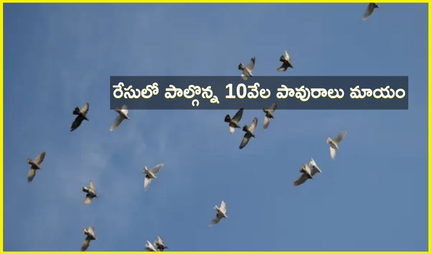 Pigeons