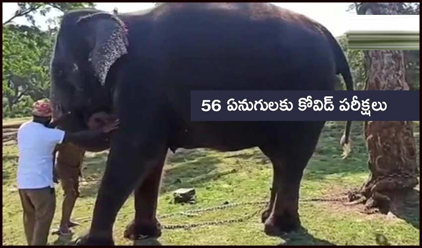Tamilnadu 56 Elephants In Two Camps Undergo Covid 19 Tests