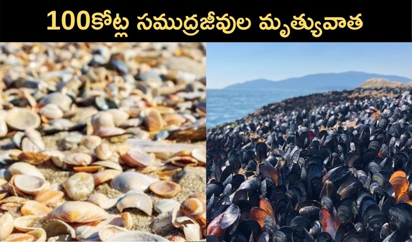 100కోట్ల సముద్రజీవుల మృత్యువాత