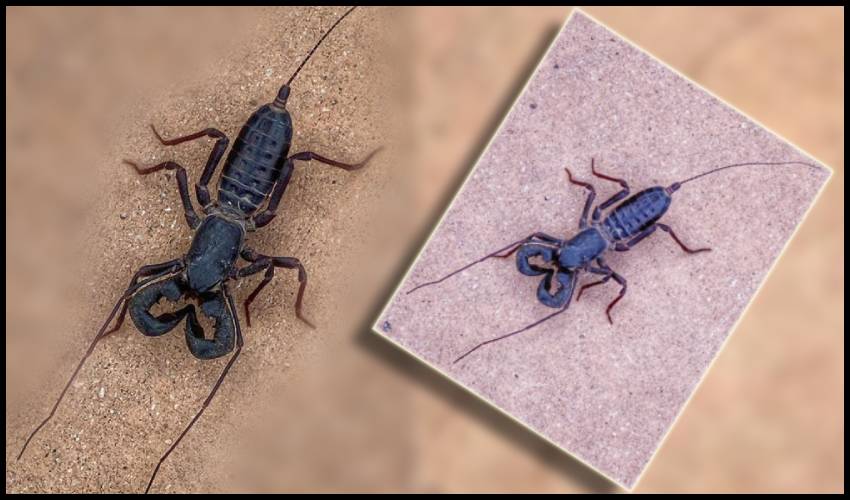 A 'spider Scorpion Mix' Bug Goes Viral After Us Park Service