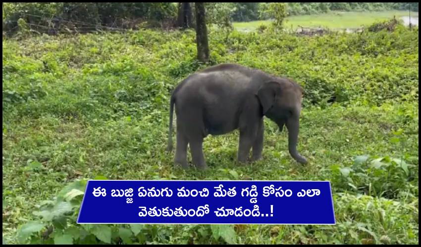 Baby Elephant Learns The Art Of Choosing Perfect Grass