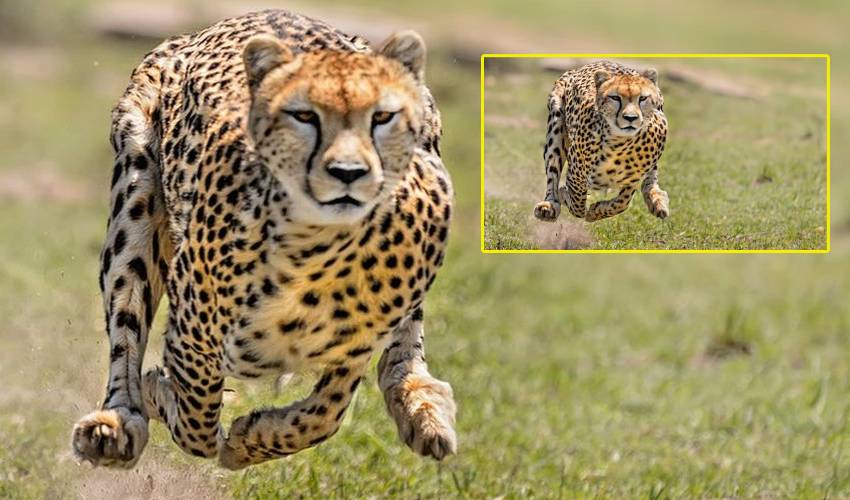Cheetah Attack : చిత్తూరు జిల్లాలో దంపతులపై చిరుత దాడి Cheetah Attack : చిత్తూరు జిల్లాలో దంపతులపై చిరుత దాడి