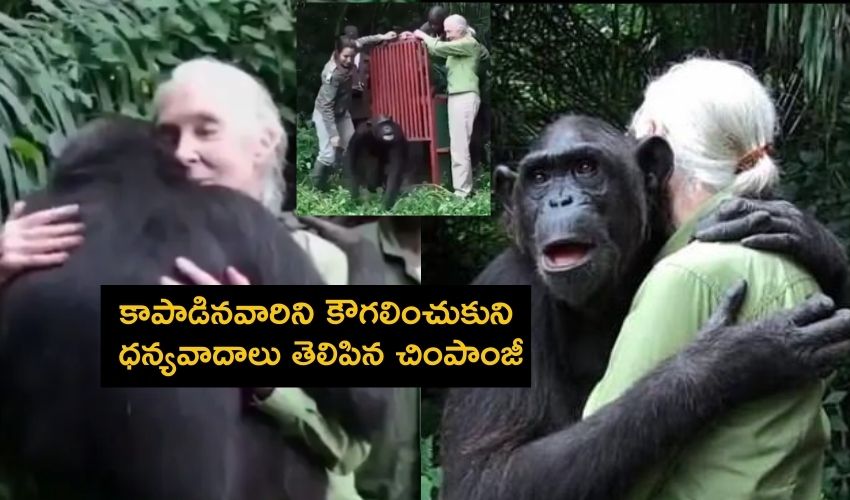Chimpanzee Hugs
