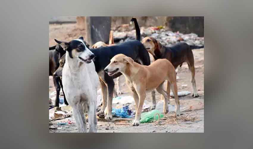 Dogs Poisoned