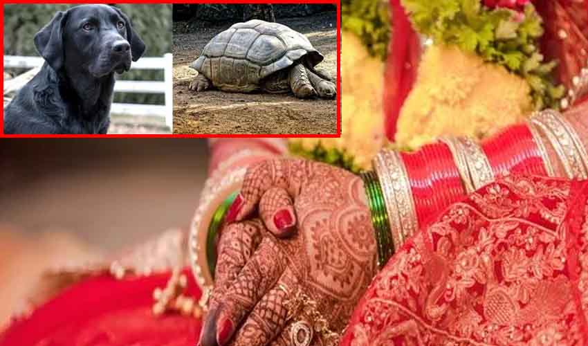 Dowry Tortoise, Dog : కట్నంగా నల్లకుక్క, తాబేలు అడిగిన వరుడు.. అరెస్ట్ చేసి జైల్లో వేసిన పోలీసులు Dowry Tortoise, Dog : కట్నంగా నల్లకుక్క, తాబేలు అడిగిన వరుడు.. అరెస్ట్ చేసి జైల్లో వేసిన పోలీసులు