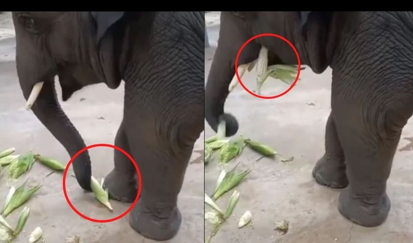 Elephant Enjoys Eating