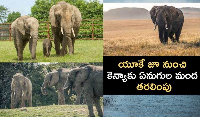 UK Zoo To Kenya : యూకే జూ నుంచి కెన్యాకు ఏనుగుల మంద తరలింపు..వేల కిలోమీటర్ల ప్రయాణం UK Zoo To Kenya : యూకే జూ నుంచి కెన్యాకు ఏనుగుల మంద తరలింపు..వేల కిలోమీటర్ల ప్రయాణం