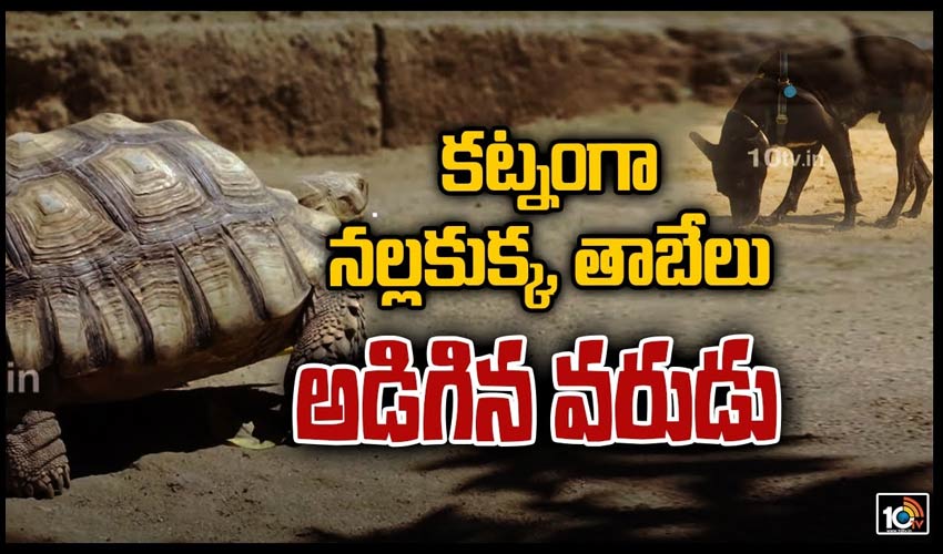 కట్నంగా నల్లకుక్క, తాబేలు అడిగిన వరుడు