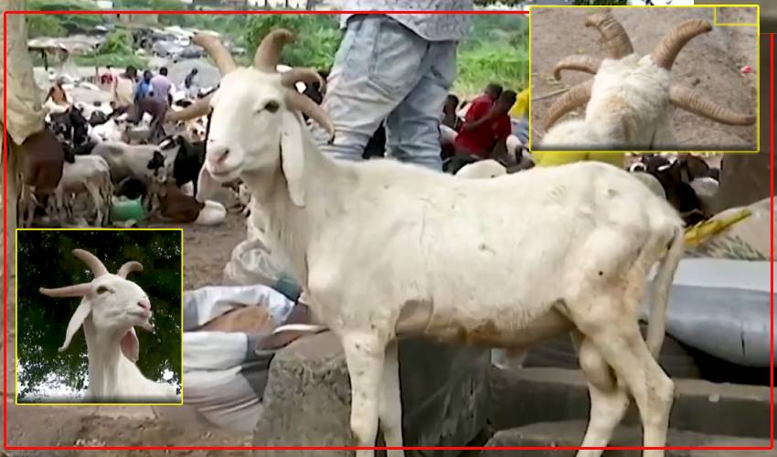 Five Horned Goat