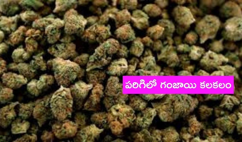 Marijuana In Parigi,