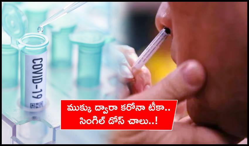 Nasal Covid Vaccine Prevents Disease, Transmission In Animals