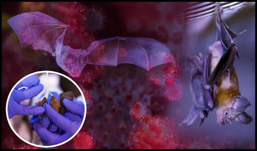 New Coronavirus Found In Uk Bats