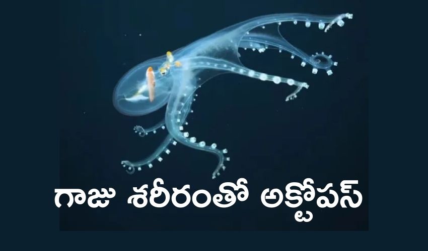 Glass Octopus: గాజు శరీరంతో అక్టోపస్.. అరుదైన ఫొటోను చూశారా Glass Octopus: గాజు శరీరంతో అక్టోపస్.. అరుదైన ఫొటోను చూశారా