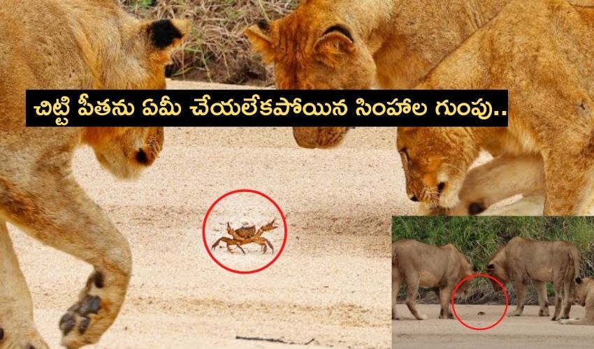 Pride Of Lions Gets Spooked By Little Crab
