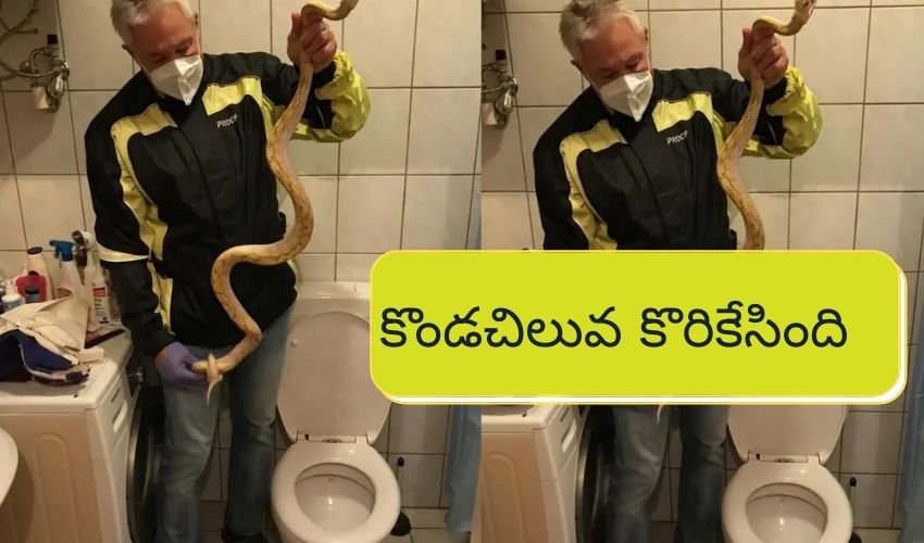 Python Bitten Old Man Min