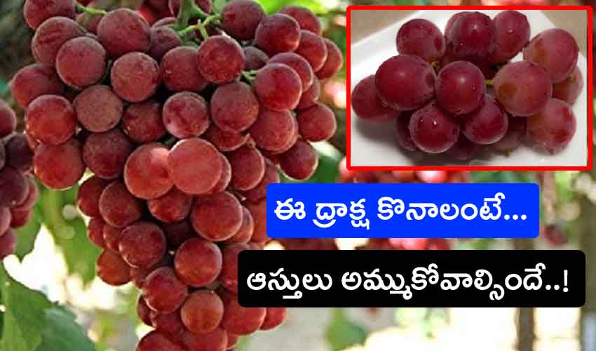 Ruby Roman Grapes : వామ్మో.. ఈ ద్రాక్ష గుత్తి ధర రూ.7.5 లక్షలు.. ఎందుకంత రేటు Ruby Roman Grapes : వామ్మో.. ఈ ద్రాక్ష గుత్తి ధర రూ.7.5 లక్షలు.. ఎందుకంత రేటు