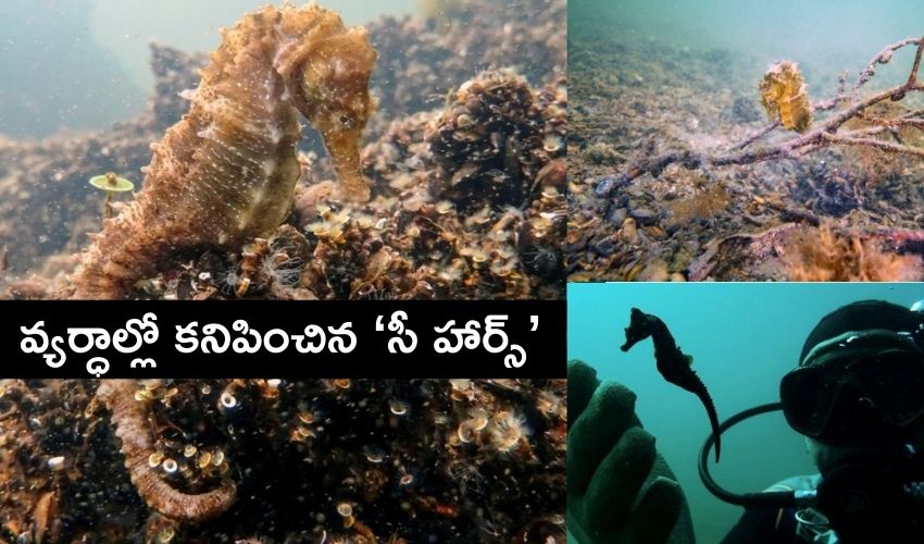 SeaHorse : అంతరించి పోయిందనుకున్న అరుదైన ప్రాణి..వ్యర్ధాల్లో కనిపించింది SeaHorse : అంతరించి పోయిందనుకున్న అరుదైన ప్రాణి..వ్యర్ధాల్లో కనిపించింది