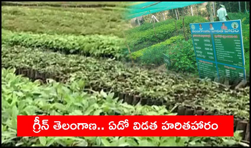 Telangana Haritha Haram : గ్రీన్ తెలంగాణ.. ఏడో విడత హరితహారం Telangana Haritha Haram : గ్రీన్ తెలంగాణ.. ఏడో విడత హరితహారం
